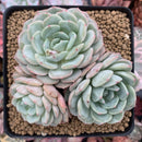 Echeveria sp. 4" Powdery Succulent Plant