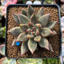 Echeveria Agavoides 'Shaikh' 2" Succulent Plant