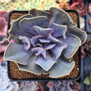 Echeveria 'Valkyrie' 3" Succulent Plant