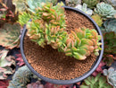 Echeveria 'Brian Rose' Crested 3"-4" Succulent Plant
