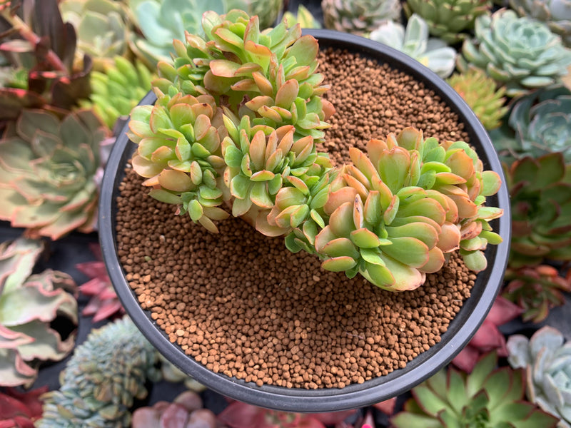 briar rose succulent Echeveria 'Brian Rose' Crested 3