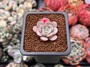 Echeveria 'Subcorymbosa Lau 026' 1" Succulent Plant