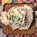 Echeveria 'Compton Carousel' Variegated 3"-4" Succulent Plant