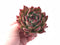 Echeveria Agavoides Ebony Hybrid 3” Rare Succulent Plant