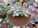 Pachyveria 'Pachyphytoides' Variegated 4"-5" Succulent Plant
