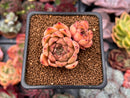 Echeveria Agavoides sp. 1" Succulent Plant