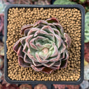 Echeveria 'Chung-ha' 2" Succulent Plant