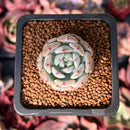 Echeveria 'Viyant' 1" Succulent Plant