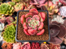 Echeveria 'Victory' 1"-2" Succulent Plant