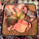 Echeveria 'Primadonna' Variegated 3" *Blemished* Succulent Plant