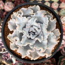 Echeveria 'Crispate Beauty' 4"-5" *No Roots* Extra Large Succulent Plant
