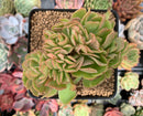Echeveria 'Pallida' Crested 3"-4" Succulent Plant