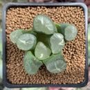 Haworthia Maughanii sp. 1" Succulent Plant