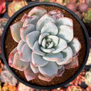 Echeveria 'Ivory' 4" Powdery Succulent Plant