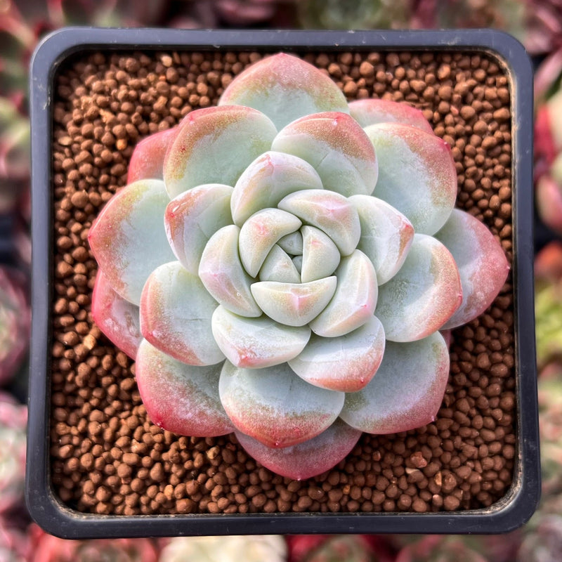 green ice succulent Echeveria 'Icy Green' 2" Succulent Plant – True Succulents Plant Co