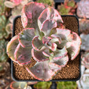 Echeveria 'Beyonce' Variegated 2" Succulent Plant