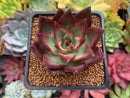 Echeveria Agavoides 'Concord' 2" Succulent Plant