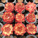 Echeveria Agavoides 'Arcane' 1" *Set of 9* Succulent Plants