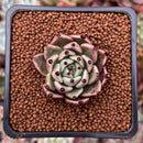 Echeveria Agavoides 'Black Cat' 1" Succulent Plant