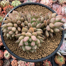 Pachyphytum 'Orange Light' 4"-5" Cluster Succulent Plant