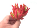Crassula cv 'Campfire' Cluster 2"-3” Rare Succulent Plant
