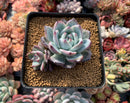 Echeveria 'Black Sabbath' 4" Powdery Succulent Plant