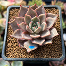 Echeveria Agavoides 'Pink Lily' 2" Succulent Plant