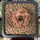 Echeveria Agavoides 'Hanasohulen' 1" Cluster Succulent Plant