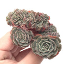 Echeveria 'Tuxpan' Crested Cluster 3" Rare Succulent Plant
