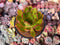 Pachyveria 'Glubine' 4" Succulent Plant