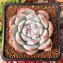 Echeveria 'Hosikage' 2" Succulent Plant