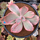 Echeveria 'Roselac' Variegated 2"-3" Succulent Plant