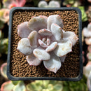 Echeveria 'Milk Purple' 1" New Hybrid Powdery Succulent Plant