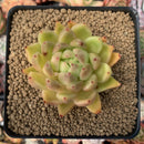 Echeveria Agavoides 'Wax' 3" Succulent Plant