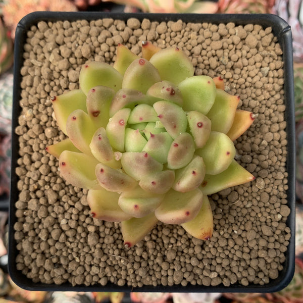 waxy succulent Echeveria Agavoides 'Wax' 3" Succulent Plant – True Succulents Plant Co