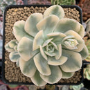 Echeveria Runyonii Variegated (Aka Echeveria 'Akaihosi' Variegated) 3" Succulent Plant