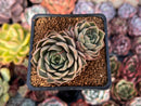 Echeveria Hybrid sp. 2" Succulent Plant