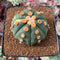 Astrophytum Asterias sp. Variegated 2" Plant*NO ROOTS*