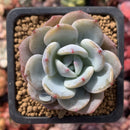 Echeveria 'Icy Purple' 2" Powdery Succulent Plant