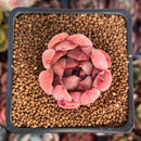 Echeveria Hybrid sp. 1"-2" Succulent Plant