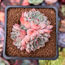 Echeveria 'Purple Lydia' 2" Cluster Succulent Plant