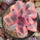 Echeveria 'Rainbow' Variegated 4" Succulent Plant