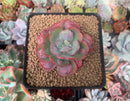 Echeveria 'Hearts Delight' 2" Succulent Plant