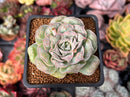 Echeveria 'Hearts Choice' 2" Succulent Plant