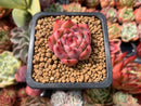Echeveria sp. 1" Succulent Plant