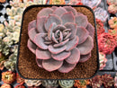Echeveria 'Missing You' 4"-5" Large Succulent Plant