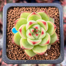 Echeveria 'Moonstone' 1" Succulent Plant