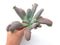 Echeveria 'Linguas' 6" Large Specimen Rare Succulent Plant