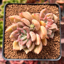 Echeveria 'Black Petra' Cluster 2" Succulent Plant