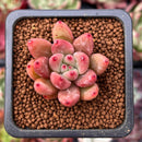Echeveria Agavoides 'Shaikh' 1" Succulent Plant